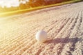 selective focus white golf ball on the sand bunker with green field Royalty Free Stock Photo