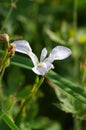 Selective focus of a white Iris lactea flower Royalty Free Stock Photo