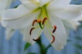 Selective focus: white lily flower, close up. Macro brown-orange stamens and yellow pistil. Picture for post Royalty Free Stock Photo