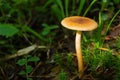 Selective focus on white mushroom on green grass. Royalty Free Stock Photo