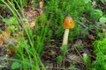 Selective focus on white mushroom on green grass. Royalty Free Stock Photo