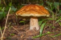 Selective focus on white mushroom on green grass. Royalty Free Stock Photo