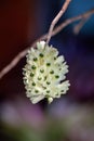 Selective focus white orchid flower with in the garden.Close up Rhynchostylis gigantea orchid flower. Royalty Free Stock Photo