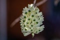 Selective focus white orchid flower with in the garden.Close up Rhynchostylis gigantea orchid flower. Royalty Free Stock Photo