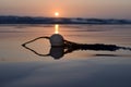 Selective focus of a white seaweed bulb on the beach surrounded by the sea during a beautiful sunset Royalty Free Stock Photo