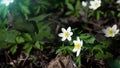 Selective focus. white snowdrops in the spring forest. first spring flowers. Awakening of nature after winter. Sunny day Royalty Free Stock Photo