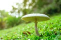 Selective focus on white toxic mushroom on green grass. Toadstool at lawn of park on blurred bokeh background. Poison mushroom