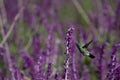 Hummingbirds in nature. Royalty Free Stock Photo