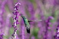 Hummingbirds in nature. Royalty Free Stock Photo