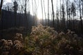 Selective focus of the white woolgrass in the forest gleaming under the sun rays Royalty Free Stock Photo