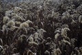 Selective focus of the white woolgrass  herbaceous emergent Royalty Free Stock Photo