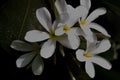 SELECTIVE FOCUS ON WHITE YELLOW PLUMERIA ( FRANGIPANI ) FLOWERS. Royalty Free Stock Photo