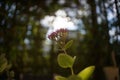 Selective focus of a wild beautiful flower's pink buds Royalty Free Stock Photo