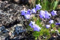 Selective focus, wild bluebell flowers in the tundra. Violet gentle campanula flower in spring Royalty Free Stock Photo