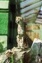 selective focus of wild leopard sitting in tree trunk near green plants in zoo. Royalty Free Stock Photo