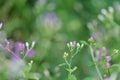 In selective focus wild small purple flower growing in a field with green nature background Royalty Free Stock Photo