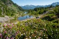 Selective focus on wildflowers at Heather Meadows area of Mt Baker wilderness in Washington State Royalty Free Stock Photo