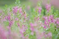 Selective focus Willowleaf angelon flower in the garden.Beautiful purple flower in the garden. Royalty Free Stock Photo