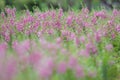 Selective focus Willowleaf angelon flower in the garden.Beautiful purple flower in the garden. Royalty Free Stock Photo