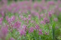 Selective focus Willowleaf angelon flower in the garden.Beautiful purple flower in the garden. Royalty Free Stock Photo