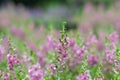 Selective focus Willowleaf angelon flower in the garden.Beautiful purple flower in the garden. Royalty Free Stock Photo