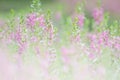 Selective focus Willowleaf angelon flower in the garden.Beautiful purple flower in the garden. Royalty Free Stock Photo