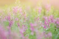 Selective focus Willowleaf angelon flower in the garden.Beautiful purple flower in the garden. Royalty Free Stock Photo