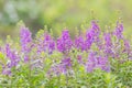 Selective focus Willowleaf angelon flower in the garden.Beautiful purple flower in the garden. Royalty Free Stock Photo