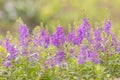 Selective focus Willowleaf angelon flower in the garden.Beautiful purple flower in the garden. Royalty Free Stock Photo