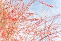 Selective focus winterberry Ilex Decidua tree full of red fruits near Dallas, Texas