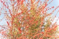 Selective focus winterberry Ilex Decidua tree full of red fruits near Dallas, Texas