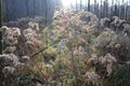 Selective focus of the woolgrass in a forest gleaming under the sun says Royalty Free Stock Photo