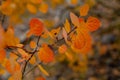 Selective focus of yellow aspen leaves against blurred background Royalty Free Stock Photo