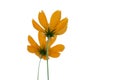 In selective focus a yellow Cosmo flower blossom on white isolated background with copy space Royalty Free Stock Photo