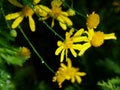 Selective focus on yellow flower
