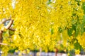 Selective focus Yellow flower of province,Songkran of thailand,Cassia fistula,Golden Shower Tree Royalty Free Stock Photo