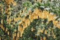 yellow flowers and green leaves on branches and bushes in garden