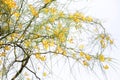 Selective focus of yellow flowers Parkinsonia aculeata tree on isolated