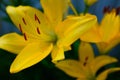 Selective focus: yellow lily flower, close up. Macro brown-orange stamens and yellow pistil. Picture for post Royalty Free Stock Photo