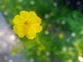 Selective focus of yellow Mexican Aster flower isolated on light bokeh and blurred green leaves background with clipping path Royalty Free Stock Photo