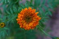 Selective focus of yellow orange Chrysanthemum indicum closeup Royalty Free Stock Photo