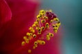 Selective focus on yellow pistils with stamens of red hibiscus flower or Sudanese rose. Floral Background. Macro Royalty Free Stock Photo