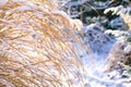Selective focus of yellow reed stalks and blades, all covered with snow in soft sunlight with blurred snowy bushes in the