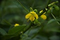 Selective focus on yellow SENNA OCCIDENTALIS flower with green leaves.