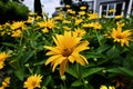 Selective focus of yellow smooth oxeye flowers in the garden