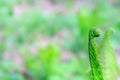 Selective focus on the young fern frond or leaf with copy space using as nature blurred background or wallpaper. Royalty Free Stock Photo