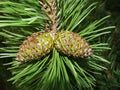 Selective focus young fir cone on branch with light green needles on blurred background of green trees. Natural background.New lar Royalty Free Stock Photo