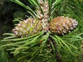 Selective focus young fir cone on branch with light green needles on blurred background of green trees. Natural background.New lar Royalty Free Stock Photo