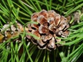 Selective focus young fir cone on branch with light green needles on blurred background of green trees. Natural background.New lar Royalty Free Stock Photo