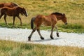 Selective Focus - Young foal of a herd of wild horses in the Andorran Pyrenees enjoying the wildlife Royalty Free Stock Photo